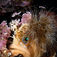 Vattnet är sannerligen smaragdgrönt och sikten på vissa dyk är makalöst bra. Fish-eating Sea Anemone (Urticina piscivora) förekom i stora mängder och inbjöd till experimenterande med kameran. Här får fotografens tålmodiga buddy Fredrik Gihl agera modell. Rendezvous – En smaragdgrön pärla i Kanadas vildmark
