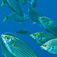 De strenge kvoter for fiskeri omkring Lanzarote ses tydeligt i mængden af liv under vand. Flere steder kan man opleve pludselig at befinde sig midt i en fiskestime. Lanzarote – Dykning, motion och familjesemester