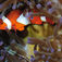 En mycket talande bild som visar hur kardinalfiskarna från Banggai Island, som inte hör hemma naturligt vid Lembeh, håller på att tränga in på anemonfiskens revir.. Makro, mimick och mandariner – Lembeh Strait, muck-divingens mecka