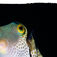 Blåsfisken Canthigaster valentini är giftig, vilket den basunerar ut till omvärlden med sin färggranna dekor. Makro, mimick och mandariner – Lembeh Strait, muck-divingens mecka