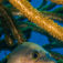 ABC-öarna – Aruba, Bonaire och Curaçao
