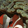 En klassisk anemonfisk som blev världsberömd genom ”Hitta Nemo”, filmen från Pixar. Frågan är om filmen Nemo var ett elände för anemonfiskarna som i ännu större grad blev en handelsvara för akvarister? Filippinerna – a come back kid!