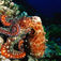 Sharm el Sheikh