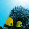 Sharm el Sheikh