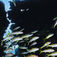 Marsa Alam