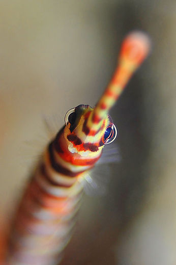 Titel Banded pipe fish
Plats Lighthouse, Malapascua, Filippinerna
Kamera D300 i Nexus-hölje med 60mm macro och närbildslins
Exponering 1/80 sekund bländare 3,2 på ISO 200
Blixt Två Inon Z-240
Kommentar Hade väntat i 40 minuter på att få se mandarinfiskarnas parningsakt utan att ha tur. Dyket räddades av tre kantnålar. Jag fick möjlighet att experimentera med bilder med kort skärpedjup. Bara ögat är riktigt skarpt. Jonas Thormar – biolog med fotointresse