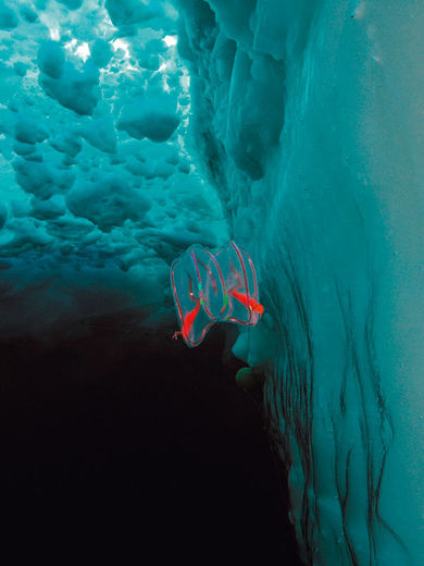 Titel Ribbegoble i ishavet
Sted Pakisen i det arktiske Ocean, nær Svalbard
Kamera Olympus C8080WZ i Ikelite-hus, 0.8x vidvinkel-konverter og dome-port.
Eksponering 1/80 f8 ISO50
Blitz En Ikelite DS-125
Kommentar Ribbegopler er et af mine favoritmotiver, og når der er is med i baggrunden, fås det ikke meget bedre. De rødlige farver står i stærk kontrast til den blå is, og jeg kan selv lide opdelingen af billedet: den ti meter tykke isvæg til højre, den opbrudte is i overfladen, det sorte, 2000 meter dybe vand under, og en masse linjer, der går mod motivet i midten af billedet. Jonas Thormar – biolog med fotointresse