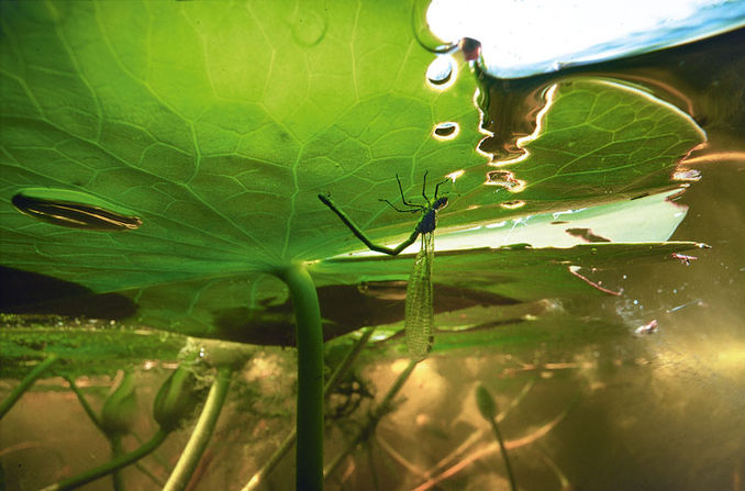 Titel Damselfly
Plats Vinkeveense Plassen, Holland
Kamera Nikon F-801s
Objektiv Sigma 18mm
Exponering 1/125sek, f9, ISO100
Blixt Ingen
Kommentar Denna trollslända landade på en vattenväxt och som den sedan gick ner under. Honan lägger sina ägg bland vattenväxter. Deras larver är vattenlevande. Rene Lipmann – söker i sjöar