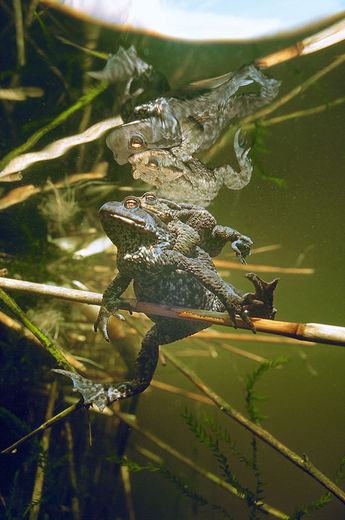 Titel Amplexus
Plats Achterbos, Holland
Kamera Nikon F-801s
Objektiv Sigma 24mm Makro
Exponering 1/60sek, f8, ISO100
Blixt Ingen
Kommentar Varje år vet jag exakt när den vanliga paddan (Bufo bufo) äntrar dammar och andra lugna vatten för att lägga sina ägg. Bilar kör över dem och jag hittade många platta paddor på vägen. Detta par hade tur. Rene Lipmann – söker i sjöar