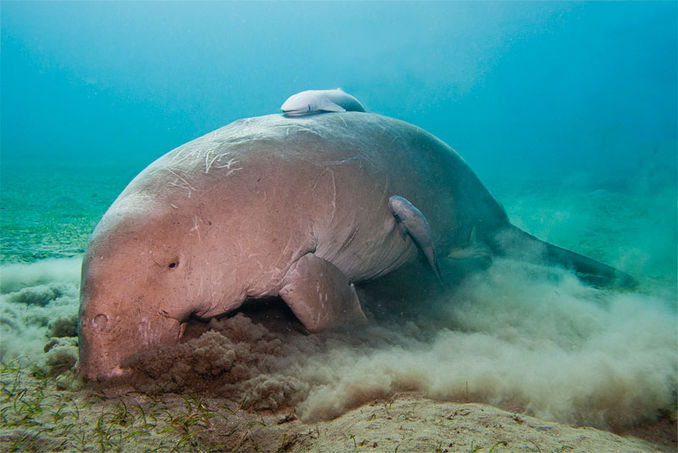 Titel Dennis the Dugong.
Plats Abu Dabab, Röda Havet, Egypten.
Kamera Canon EOS 350 i Sea & Sea hus, Canon 18-55mm.
Exponering 1/125 sek, F5,6, ISO100.
Blixt En Sea & Sea YS-110.
Kommentar Jag simmade in i ett stort sandmoln och plötsligt framför mig ser jag Dennis the Dugong som glufsade i sig sjögräs. Känslan jag fick av att se detta vackra djur var obeskrivlig. Ett efterlängtat möte som jag väntat på under många år. Tomas Jansson – Fotograferande fridykare