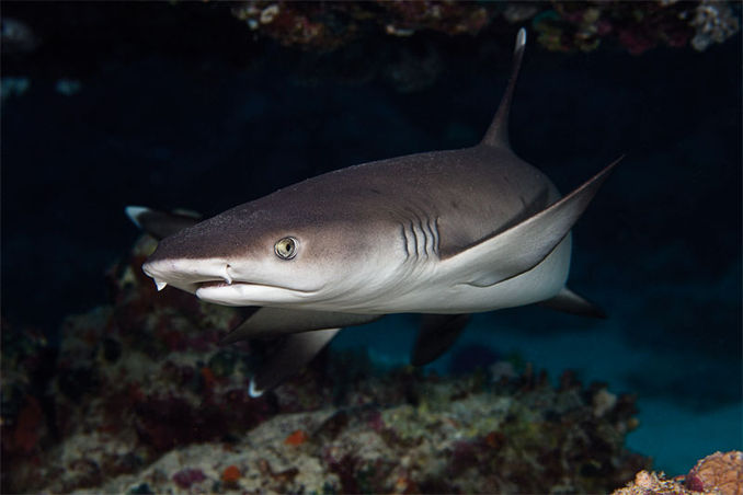 Titel Vitspetsad revhaj.
Plats Marsa Shagra husrev, Röda Havet, Egypten.
Kamera Canon EOS 7D i Sea & Sea hus, Sigma 70mm makro.
Exponering 1/100 sek, F7,1, ISO200.
Blixt Två Sea & Sea YS-110.
Kommentar Mötet med denna haj, som visade sig vara en hona, blev mycket speciellt. Under en hel vecka träffade jag på henne under samma bordskorall. Det kändes som om hon väntade på mig. En obeskrivlig känsla att hon lät mig och min kamera komma henne så nära. Tomas Jansson – Fotograferande fridykare