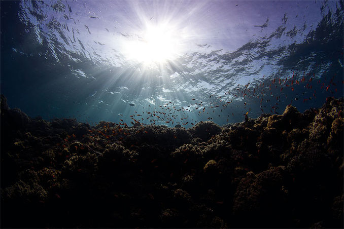 Titel Sunbeams
Plats Marsa Shagra, Röda Havet, Egypten.
Kamera Canon EOS 7D i Sea & Sea hus, Tokina 11-17mm fisheye.
Exponering 1/250 sek, F13, ISO200.
Blixt Två Sea & Sea YS-110.
Kommentar Jag var på väg upp efter ett dyk och kunde inte motstå att ta en sista bild. Tomas Jansson – Fotograferande fridykare