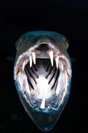 TITEL Great Barracuda
PLATS Tulamben, Bali, Indonesien
KAMERA Nikon D300, Tokina 10-17 millimeter fisheye
EXPONERING 1/80s, f6.3, ISO250
BESLYSNING Två Inon Z240-blixtar
KOMMENTAR Den här enorma bofasta barrakudan på det populära vraket USAT Liberty var större än mig själv! Medan den svävade över sandbottnen simmade jag långsamt allt närmare till dess mun nästan rörde vid min kamera. Plötsligt gapade den och jag tog den här bilden, sedan simmade den blixtsnabbt iväg och slog till mig med stjärten, vilket skrämde mig lite. Portfolio – Christian Loader