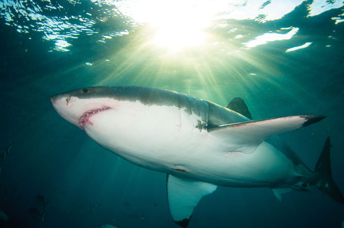 TITEL Great White Shark
PLATS Neptune Islands, Australien
KAMERA Nikon D300, Tokina 10-17 millimeter fisheye
EXPONERING 1/200s, f5, ISO200
BESLYSNING Två Inon Z240-blixtar
KOMMENTAR Det här var mitt livs mest fantastiska dykresa. Under sista dyket kryssade den här hajen runt nära ytan medan det varma eftermiddagsljuset strilade ner. När jag dök i buren på tre meters djup lyckades jag få den bild jag ville ha. Den visar vithajens fredliga och eleganta natur och det är så jag alltid kommer att minnas den. Portfolio – Christian Loader