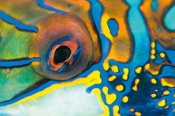TITEL Mandarinfisk
PLATS Lembeh Strait, Indonesien
KAMERA Nikon D300, Nikon 105 millimeter makro
EXPONERING 1/160s, f11, ISO200
BESLYSNING Två Inon Z240-blixtar
KOMMENTAR Ett av de mest populära motiven i Lembeh Strait är mandarinfiskar som leker i skymningen. På just detta dyk såg vi ingen lek men i gengäld blev jag glad för den här färgrika och abstrakta närbilden. Portfolio – Christian Loader