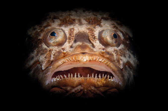 TITEL Stargazer
PLATS Lembeh Strait, Indonesien
KAMERA Nikon D300, Nikon 60 millimeter makro
EXPONERING 1/160s, f20, ISO100
BESLYSNING En Inon Z240-blixt med Scubacam Snoot
KOMMENTAR Jag fick till den här spöklika bilden med hjälp av en så kallad snoot på ena blixten, vilket skapar en smal ljusstråle på motivet. Stargazers är i vanliga fall gömda i sanden men den här hade precis ätit en fisk och den öppna munnen visade upp ett imponerande garnityr. Portfolio – Christian Loader