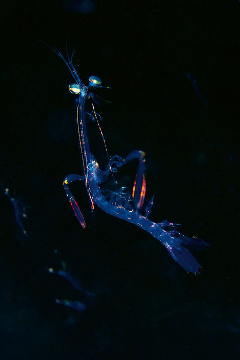 Djurplankton är rovdjuren, medan växtplankton lever nära ytan där fotosyntes är möjlig, och där de varje dag absorberar enorma mängder CO2 från atmosfären. Plankton är både livsnerven i havet och stabilisator för världens klimat. Så det finns många goda skäl att vara snäll mot plankton. Frank och världens snabbaste djur