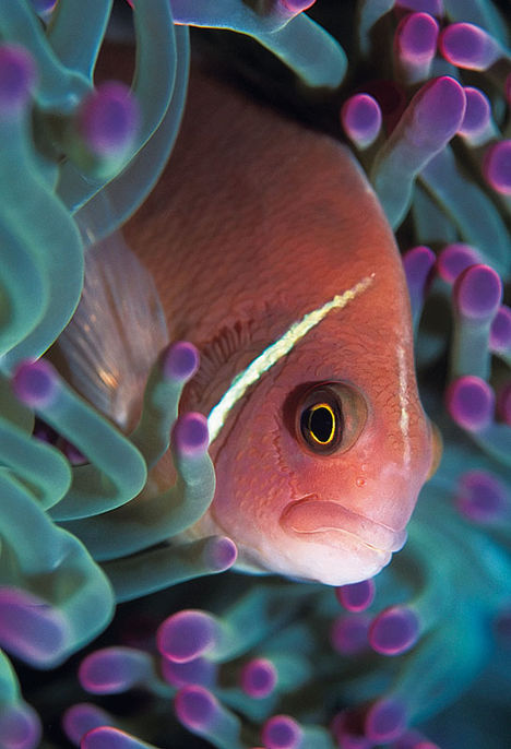 Similanöarna – thailändska västkustens snyggaste dyk Similanöarna – thailändska västkustens snyggaste dyk