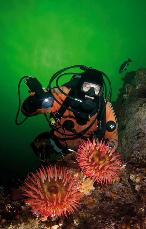 Vattnet är sannerligen smaragdgrönt och sikten på vissa dyk är makalöst bra. Fish-eating Sea Anemone (Urticina piscivora) förekom i stora mängder och inbjöd till experimenterande med kameran. Här får fotografens tålmodiga buddy Fredrik Gihl agera modell. Rendezvous – En smaragdgrön pärla i Kanadas vildmark