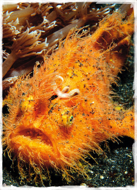 En frogfish är en lurpassare som kan ligga still i månader. Men om ett oförsiktigt bytesdjur kommer för nära, kanske lockad av fiskespöt på huvudet, blir den insugen i frogfishens gap med en förbryllande hastighet och precision. Makro, mimick och mandariner – Lembeh Strait, muck-divingens mecka