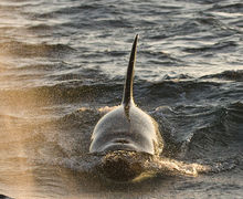 Späckhuggare – på safari i Norge 
