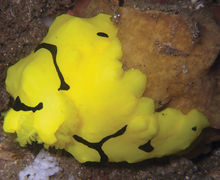Aegires minor Aegires minor