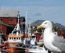 Lofoten – Dykning i tareparadiset Lofoten – Dykning i tareparadiset