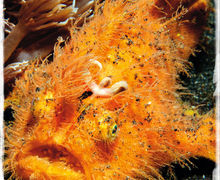 Makro, mimick och mandariner – Lembeh Strait, muck-divingens mecka
