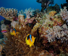Dahab – Ökensafari hos beduiner 