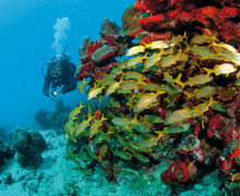ABC-öarna – Aruba, Bonaire och Curaçao ABC-öarna – Aruba, Bonaire och Curaçao