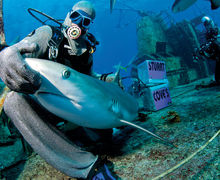 Bahamas – På hajcirkus hos Stuart Cove Bahamas – På hajcirkus hos Stuart Cove