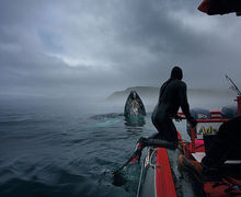 Newfoundland – äventayr i Atlanten