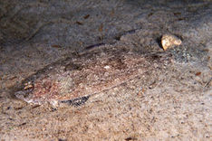 Tungevar, Arnoglossus laterna Tungevar