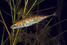 Småspigg, Pungitius pungitius Småspigg