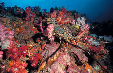 Fiji Fiji