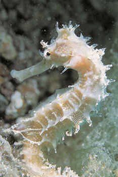 Taggig sjöhäst, Hippocampus histrix. En dröm blev sann! Dahab, sinais guld