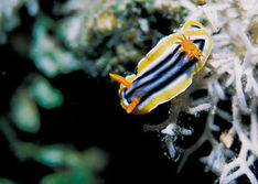 En av de mest färgsprakande invidierna på korallrevet är nakennäckan, Chromodoris quadricolor.
Dahab, sinais guld