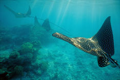 Sharm el Sheikh