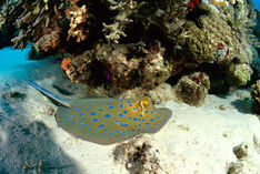 Sharm el Sheikh
