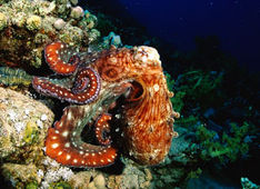 Sharm el Sheikh