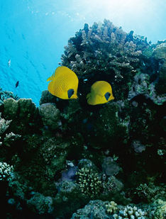 Sharm el Sheikh