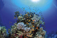 Marsa Alam