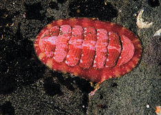 Ledsnäcka (Tonicella rubra). Nordkap – på toppen av Europa