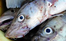 Larm om mindre fisk i Hanöbukten