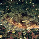 Bergskädda, Microstomus kitt Bergskädda, Microstomus kitt