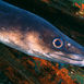 Havsål, Conger conger Havsål, Conger conger