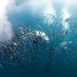 Rusningstrafik – Sardine Run i Sydafrika Rusningstrafik – Sardine Run i Sydafrika