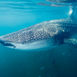 Månadens haj – Valhaj (Rhincodon typus)