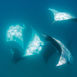 Mantastisk – Maldivernas mantor vid Hanifaru