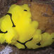 Aegires minor